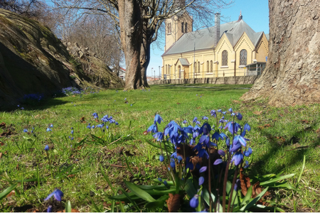 Fokus på en klunga blåklockor med park och Kungshamns kyrka i bakgrunden.