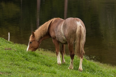 Brun häst som betar i gräset.