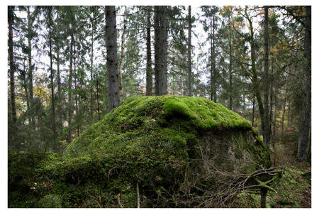 Mossklädd stenbumling i skog.