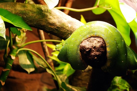 Grön orm som slingrar sig runt träpinne med blad.