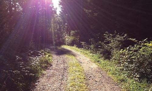Grusväg i en skog med strålande sol.